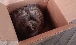 İnegöl’de Yuvadan Düşen Baykuş Kurtarıldı!