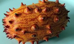 Dışı Dikenli, İçi Zümrüt Yeşili! Son Dönemin Gözde Meyvesi Kiwano Nedir, Faydaları Nelerdir?