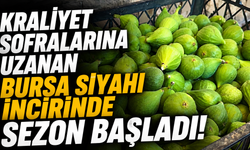 Kraliyet Sofralarına Uzanan Bursa Siyahı İncirinde Sezon Başladı!