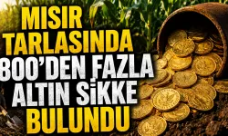 Mısır Tarlasında 800’den Fazla Altın Sikke Bulundu