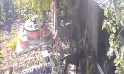 Bursa'da sokak köpekleri kümese girdi, 30 tavuk telef oldu