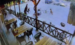 Tekmelere aldırmayan köpek kadının kolunu kopardı!