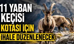 11 yaban keçisi kotası için ihale düzenlenecek