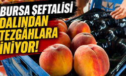 Bursa Şeftalisi Dalından Tezgâhlara İniyor!
