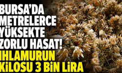 Bursa'da Metrelerce Yüksekte Zorlu Hasat! Ihlamurun Kilosu 3 Bin Lira