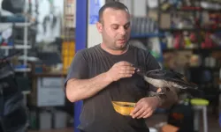 Bursa’da yaralı bulduğu karga tamirhanenin “çalışanı” oldu