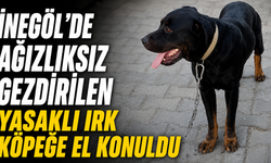 İnegöl’de Ağızlıksız Gezdirilen Yasaklı Irk Köpeğe El Konuldu