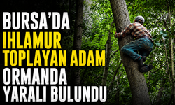Bursa'da Ihlamur Toplayan Adam Ormanda Yaralı Bulundu