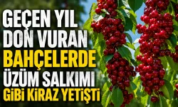 Geçen yıl don vuran bahçelerde üzüm salkımı gibi kiraz yetişti