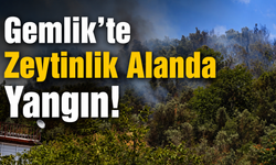 Gemlik’te Zeytinlik Alanda Yangın! Ekipler Seferber Oldu