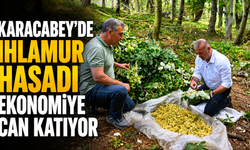 Karacabey’de Ihlamur Hasadı Ekonomiye Can Katıyor
