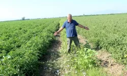 Karacabeyli Çiftçiden Çeltik İlaçlı Su İsyanı: “Yıllardır Çözüm Bekliyoruz”