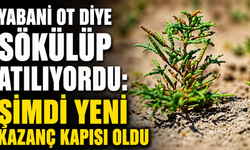 Yabani Ot Diye Sökülüp Atılıyordu: Şimdi Yeni Kazanç Kapısı Oldu