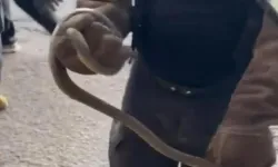 Yalova’da Feribottan İnen Araçtan Yılan Çıktı