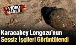 Karacabey Longozu’nun Sessiz İşçileri Görüntülendi