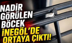 Nadir Görülen Böcek İnegöl'de Ortaya Çıktı!