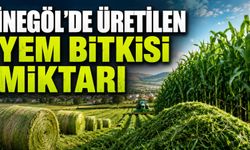 İnegöl’de üretilen yem bitkisi miktarı