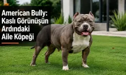 American Bully: Kaslı Görünüşün Ardındaki Aile Köpeği
