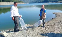 Bursa Orhaneli’de göletlere sazan yavruları bırakıldı