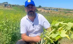Bursa’da 1 dönümle başladı, 1000 dönüme ulaştı: Şeker fasulye üreticinin yüzünü güldürdü