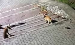 Bursa'da ilginç buluşma: Tilki, kedi ve kirpi aynı noktada görüntülendi