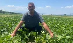Bursa’da sözleşmeli üretim modeli çiftçinin fiyat belirsizliğini ortadan kaldırıyor