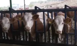 Bursa’da süt üretiminde teknoloji dönemi: Hayvanlar 7 gün 24 saat takip ediliyor