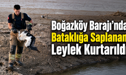 Boğazköy Barajı’nda Bataklığa Saplanan Leylek Kurtarıldı