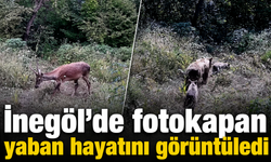 İnegöl’de fotokapan yaban hayatını görüntüledi