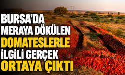 Bursa’da Meraya Dökülen Domateslerle İlgili Gerçek Ortaya Çıktı