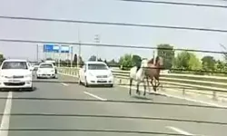 İnegöl-Bursa karayolunda başıboş atlar trafikte araçlarla yarıştı