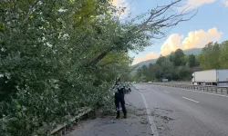 İnegöl’de kuruyan ağaç karayoluna devrildi! Trafik tek şeritten sağlandı