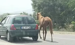 İnegöl’de Sahipsiz At Trafiği Tehlikeye Attı! Vatandaş Müdahale Etti