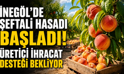 İnegöl’de Şeftali Hasadı Başladı! Üretici İhracat Desteği Bekliyor