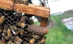 Sarhoş yaban arıları alarma geçirdi