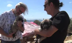 Gölyazı’da gönüllülük hareketi büyüdü: Yaklaşık bin 200 köpeğe bakılıyor