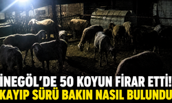 İnegöl’de 50 koyun firar etti! Kayıp sürü bakın nasıl bulundu