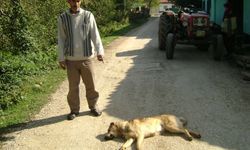 İnegöl’de Köylere Bırakılan Başıboş Köpeklerde Dikkat Çeken Detay