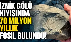 İznik Gölü kıyısında 70 milyon yıllık fosil bulundu