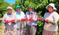 İznik nektarininde fiyat farkı tepki çekti: Tarlada 15, markette 100 TL