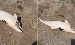 Karacabey Boğazı’nda peş peşe yunus ölümleri tedirgin etti