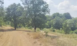 Orman sınırında kalan tapular için yeni dönem: Bursa ve İnegöl'deki köylüleri yakından ilgilendiriyor