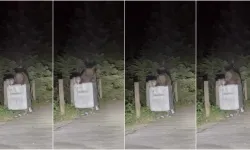 Uludağ’da yerleşim alanına inen ayı çöpte yiyecek aradı