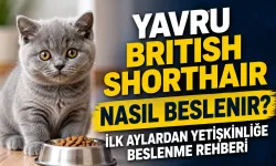 Yavru British Shorthair Nasıl Beslenir? İlk Aylardan Yetişkinliğe Beslenme Rehberi