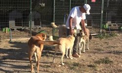18 yıllık gönüllülük, 4,5 dönümlük yaşam evine dönüştü...130 cana yuva oldular