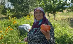 Ata tohumu ve güvercin gübresiyle yetiştirdiği domatesler görenleri şaşırtıyor