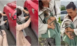 Bursa’da yola çıkan yavru kedi trafiği durdurdu