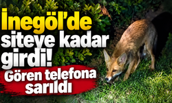 İnegöl'de siteye kadar girdi! Gören telefona sarıldı