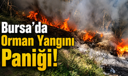 Bursa'da Orman Yangını Paniği! Alevlere Vatandaşlar Müdahale Etti