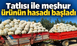 Tatlısı ile meşhur ürünün hasadı başladı